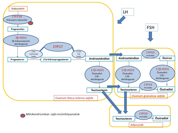 Diagram a szteroid hormonok szintézisének folyamatáról, enzimekkel és hormonokkal.