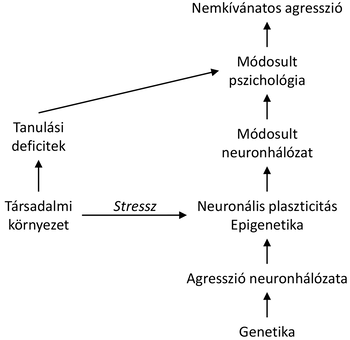 Diagram a társadalmi környezet, stressz és genetika hatásairól az agresszió neuronhálózatára.