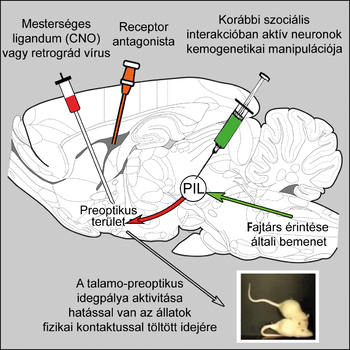 Diagram az agyi idegpályák kemogenetikai manipulációjáról, szociális interakciókban aktív neuronokkal.