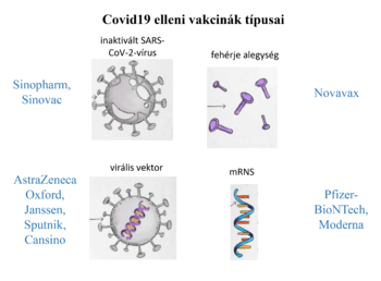 A Covid19 elleni vakcinák típusai: inaktivált vírus, fehérje alegység, virális vektor, mRNS.