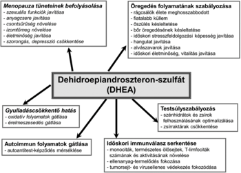 Diagram a dehidroepiandroszteron-szulfát (DHEA) hatásairól menopauza, öregedés, gyulladáscsökkentés, autoimmun folyamatok, testsúlyszabályozás és immunválasz terén.