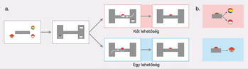 Diagram két különböző helyzetet ábrázol, ahol a piros labda elhelyezése különböző lehetőségeket kínál.