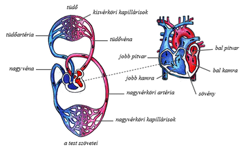 Diagram az emberi szív és vérkeringés rendszeréről, tüdővel és test szöveteivel