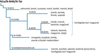 Genetikai leszármazási fa a N1a/N-M46/N-Tat haplocsoport különböző ágai és népcsoportok.