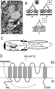 Diagramok a kapszaicin hatásmechanizmusáról és sejtszerkezetről, hőérzékelés bemutatása.