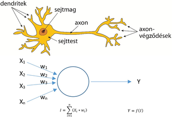 A képen egy neuron és egy mesterséges neuron modellje látható, bemutatva a neuron részeit és a mesterséges neuron működését.