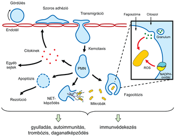 Diagram a neutrofilek immunválaszban betöltött szerepéről, beleértve a gördülést, adhéziót, transzmigrációt, kemotaxist, fagocitózist és NET-képződést.