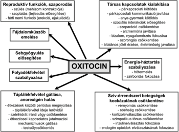 Diagram az oxitocin hormon hatásairól: reproduktív funkciók, társas kapcsolatok, energia-háztartás, táplálékfelvétel, szív-érrendszeri betegségek, fájdalomküszöb, sebgyógyulás, folyadékfelvétel.