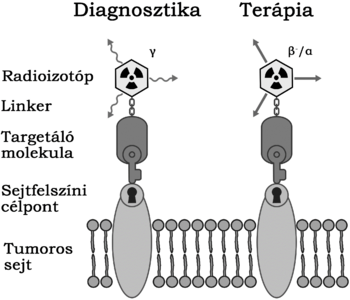 Radioizotópok diagnosztikai és terápiás alkalmazása sejtfelszíni célpontokkal és tumoros sejttel.