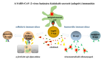 Diagram a SARS-CoV-2 vírus hatására kialakuló szerzett immunitásról, celluláris és humorális válaszokkal.