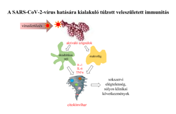 A SARS-CoV-2 vírus hatására kialakuló túlzott veleszületett immunválasz, citokinvihar és súlyos klinikai következmények.