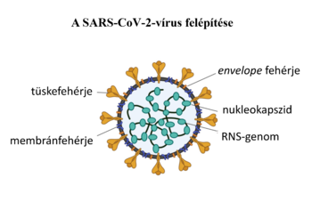 A SARS-CoV-2 vírus szerkezete, tüske fehérje, membránfehérje, envelope fehérje, nukleokapszid, RNS-genom.
