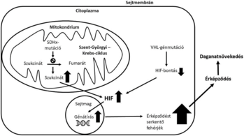 Diagram a sejten belüli folyamatról, amely a mitokondriumban kezdődik és a daganatnövekedéshez vezet.