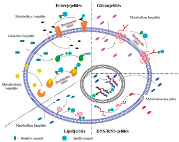 Diagram a sejten belüli jelölési módszerekről, fehérje-, glikán-, lipid- és DNS/RNS-jelölés, különböző beépülési típusokkal.